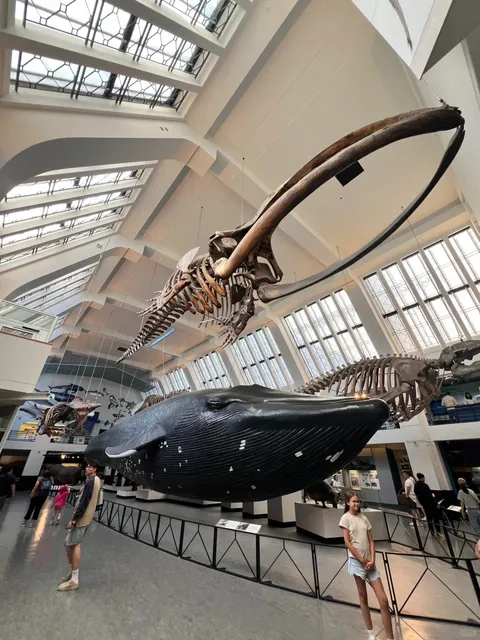 🇬🇧 Natural History Museum: Where Dinosaurs