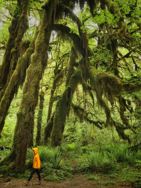 Strolling Leisurely Through the Moss-Covered Hoh Rain Forest 🌿😌