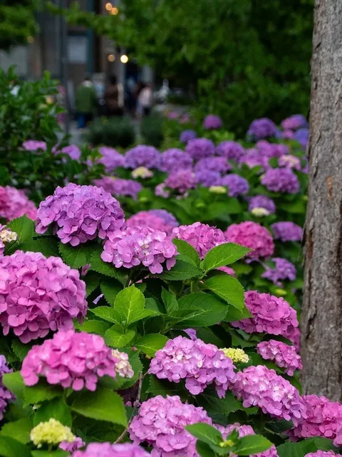 Hōkan-ji Temple 🏯🌸