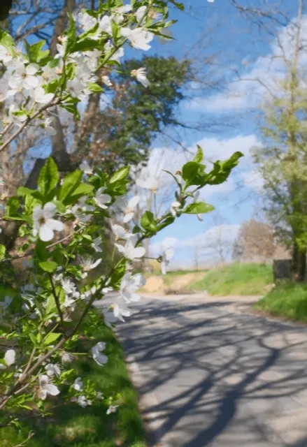 Hiking Near Lyon | Ruins + Flower Viewing Route