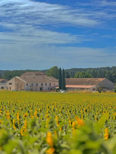 Step into Van Gogh’s Paintings This Summer! 🖼️🌻