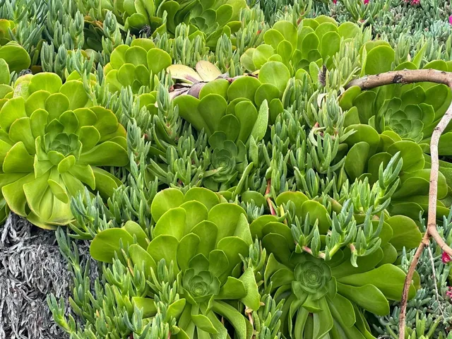 🌿 San Diego | Mission Bay Park – A Quirky & Magical City Walk 🌈🚶‍♀️