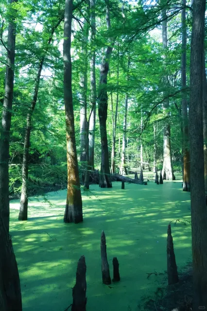 🌿 Houston's Secret Wonderland | Monet's Palette in Texas 🎨