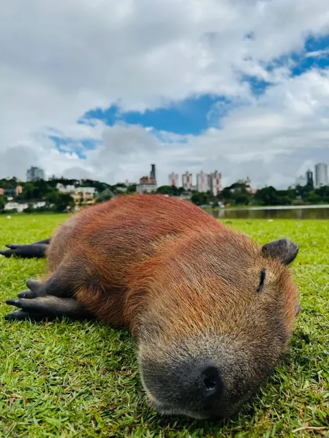 🇧🇷 Completely Healed by Capybaras ✨ Falling Hard for This Town!