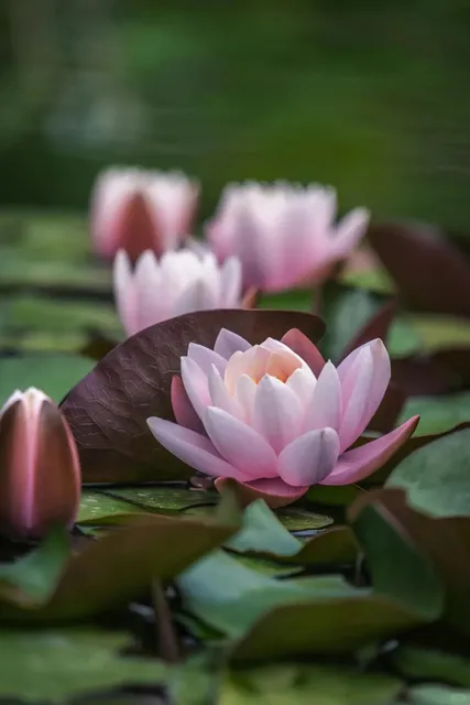 🌸 "Bloom with Water!" LA's Most Beautiful Lotus Festival is Here! 🌿​