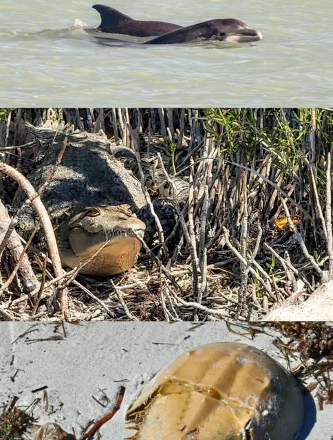 Holbox Island: Mexico’s Hidden Paradise 🌴