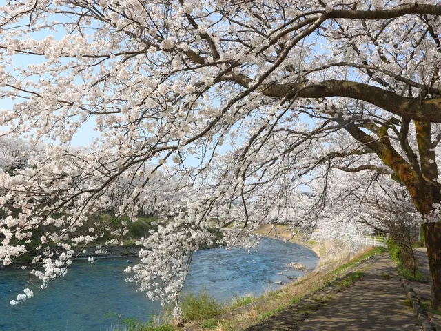 Come to Kanazawa During Cherry Blossom Season(2)🌸
