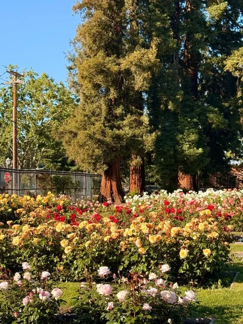 San Jose Rose Garden: A Romantic Sunset Moment 🌹✨
