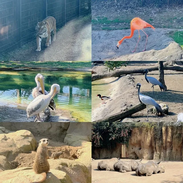 🚂 LE CORNELLE Zoo Near Milan 🐘🌳