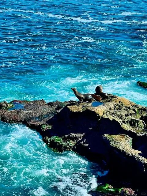 La Jolla Cove: San Diego's Coastal Wonderland (Free & Magical!)
