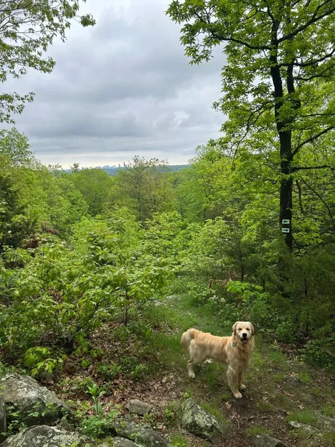 Weston Doublet Hill - Where City Views Meet Doggy Hikes 🐕🌆  