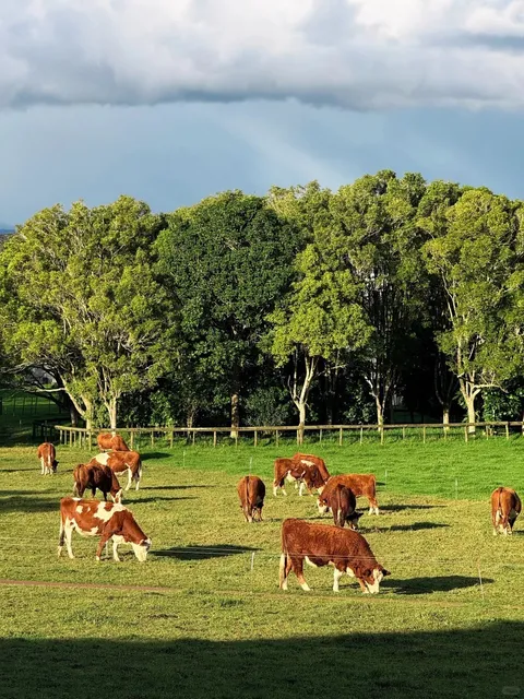 Auckland Weekend Hotspot | Cornwall Park Is Absolutely Stunning! 🍂 