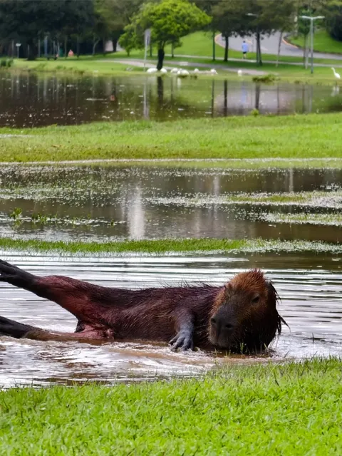 🇧🇷 Brazil | The Serenity of Curitiba