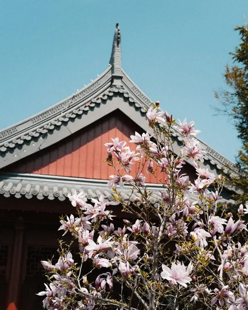 Casual Snaps at Montreal Botanical Garden | Chinese Garden 🐬🌴(2)