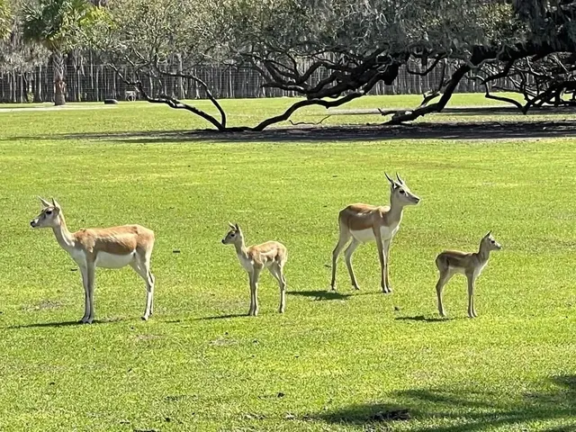 Dallas Weekend Activity