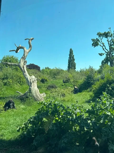 Must-Visit in May! Dublin Zoo Is the Ultimate Feel-Good Spot 💯