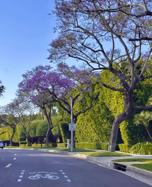 Best Spots for Jacaranda Blooms & Ocean Views in LA 🪨🌊