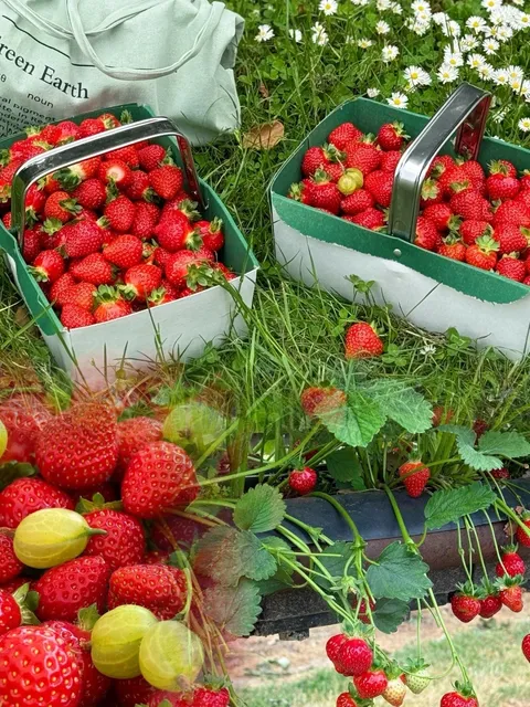 🇬🇧 London Life | Strawberry Picking? All-You-Can-Eat Style! 🍓  