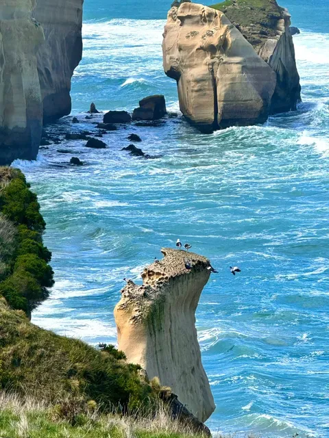 🇳🇿 Dunedin: The South Island's Best-Kept Secret