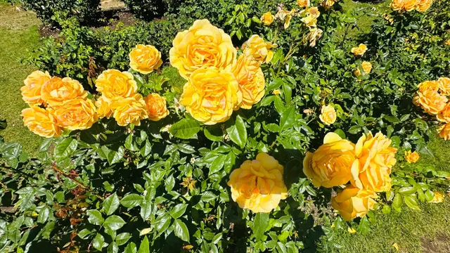 ✨ Portland’s Rose Garden – A Floral Paradise! 🌹