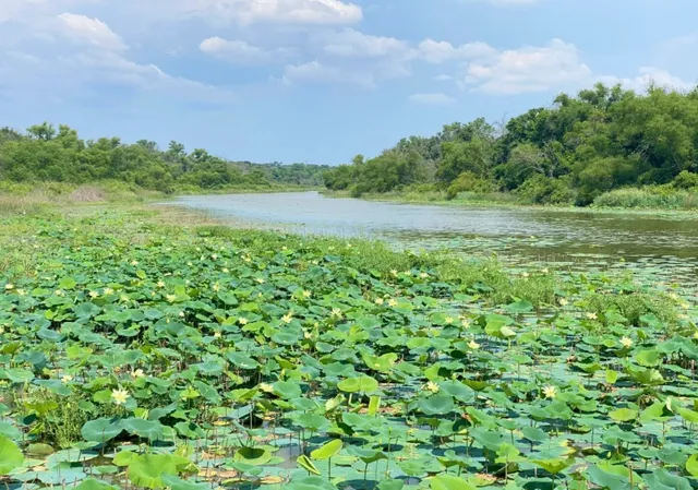 Dallas | There's a Lotus Pond Here! 🪷