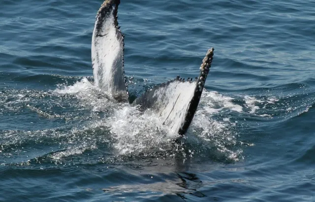 Boston 🐋 Experience the Legend of the Blue Ocean