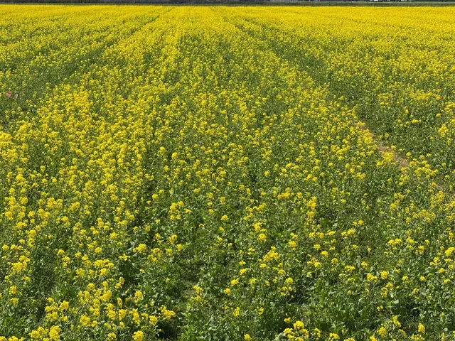 Abbotsford 🌷 | How to Enjoy a Relaxed Half-Day Trip