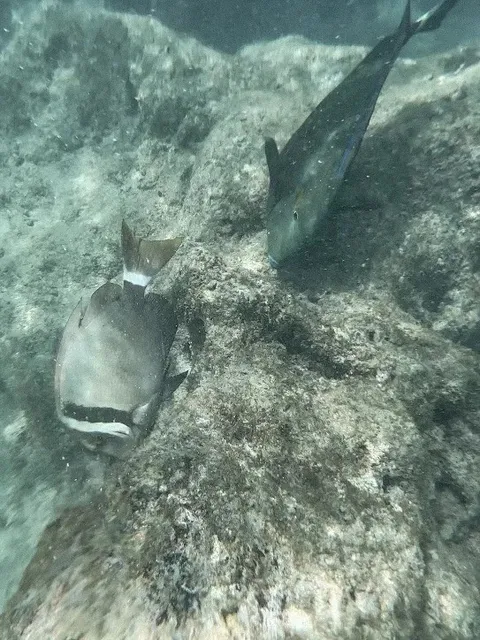Hanauma Bay Nature Preserve: Oahu's Premier Snorkeling Paradise 🤿