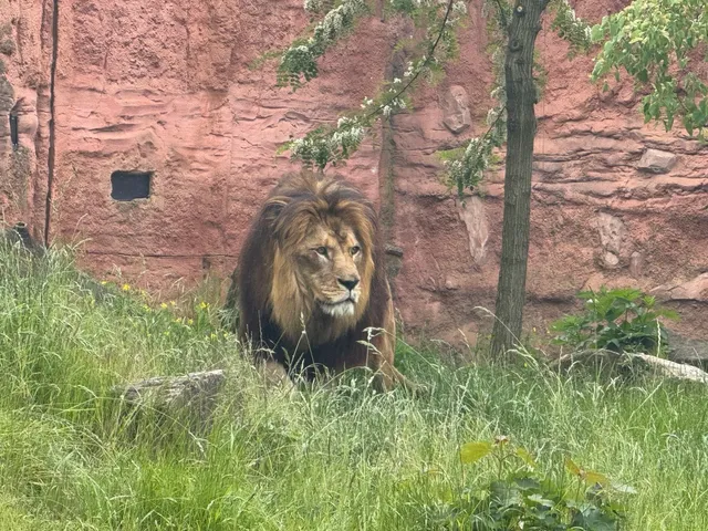 🇩🇪 Hannover Adventure Zoo - A Must-Visit Animal Kingdom!💙