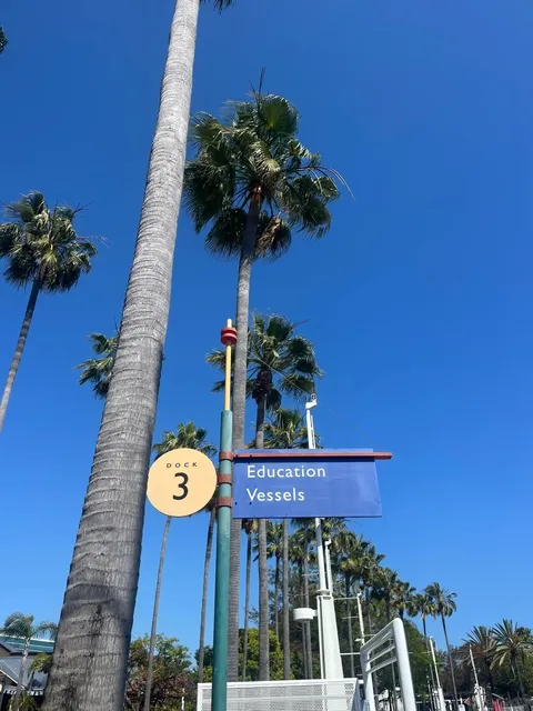 Long Beach Whale Watching Guide 🐳✨  