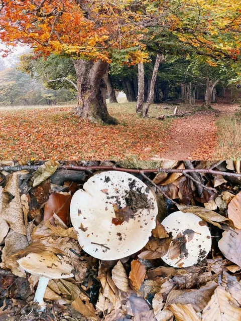 Switzerland Travel 🇨🇭 Hiking 🌟 Mont Salève ⛰️ Autumn Lakeside Views