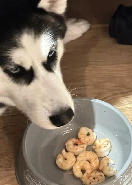 🌿 The Kimpton Brice Hotel | A Chic, Pet-Friendly Retreat in Savannah