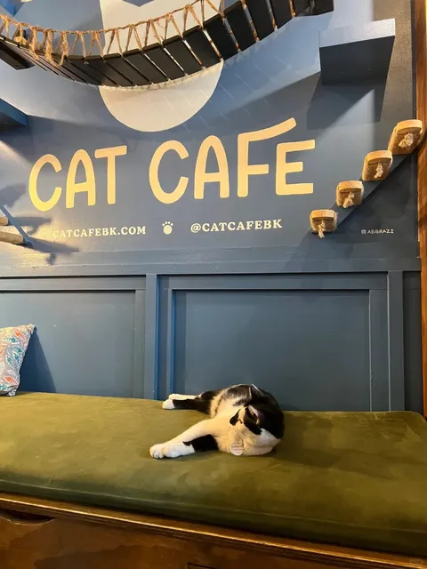 New York | Cat Cafe | The Brooklyn Cat Cafe