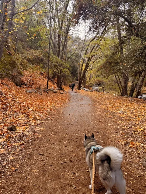 Los Angeles Actually Has Such Beautiful Autumn Scenery? 🍁