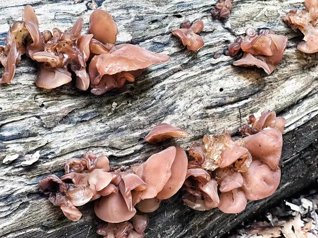 ​​🇺🇸 Connecticut’s Hidden Hiking Gem—Less Crowds, More Magic!​​ 🌲✨