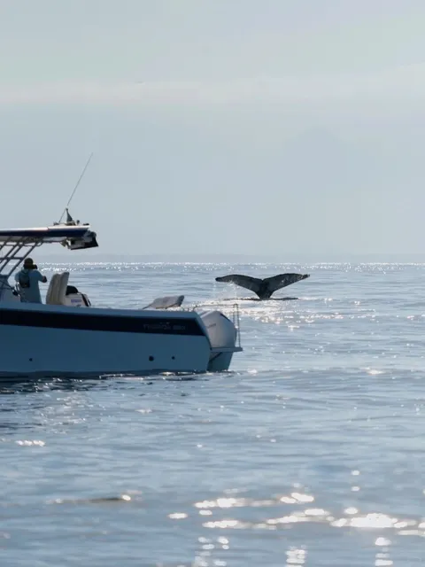 Whale Sighting! A 3-Hour Whale-Watching Guide from São Paulo 🐳