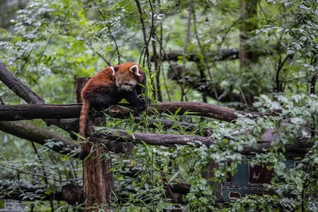 Buffalo Zoo 🐾🌿