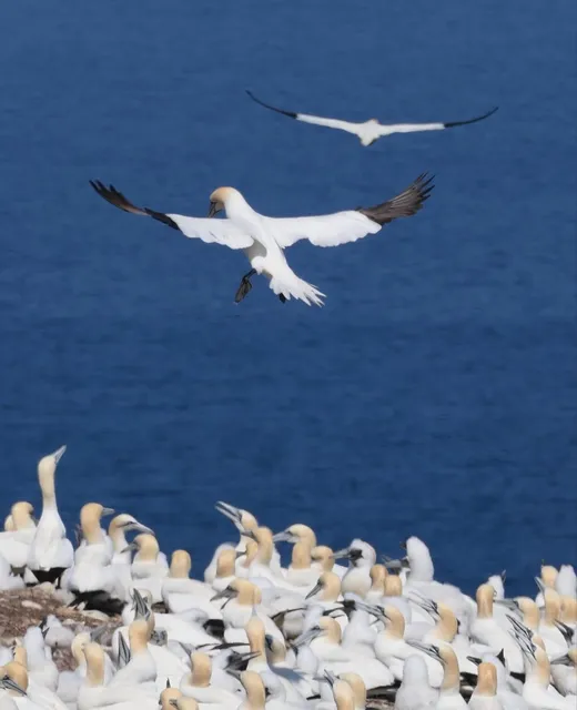 Where to Find Fantastic Beasts in Gaspé, Quebec, Canada