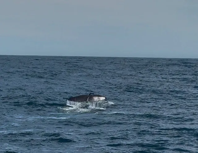 🇳🇿 Kaikoura Fishing & Seal Spotting Guide 🎣🦭