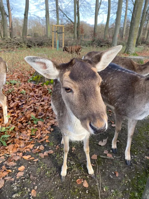 Cologne Lindenthaler Tierpark!