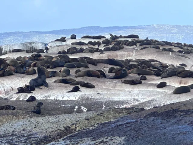 🇿🇦 Cape Town Seal Island: Where Chonky Seals Master the Art of Snack