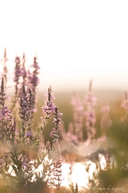 🌊 Boston's Hidden Gem: Plum Island Beach  