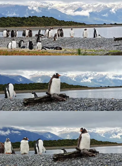 🇦🇷 Ushuaia - Penguin Paradise Without Going to Antarctica! 🐧💙
