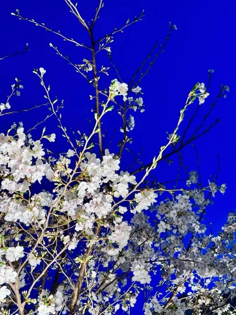 2025🇯🇵 Cherry Blossom Frontline Report (2) 