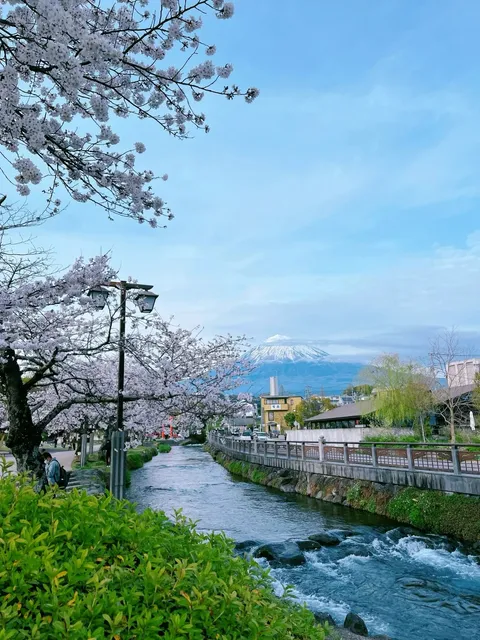  Off-the-Beaten-Path Cherry Blossom Spots at Mount Fuji, Japan 