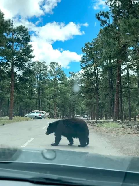 OMG!!! I Just Saw GIANT BLACK BEARS on a Western US Road Trip!!!! 🐻💥