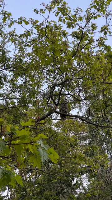 🇨🇦 Canada Travel｜2-Day 1-Night Victoria Itinerary