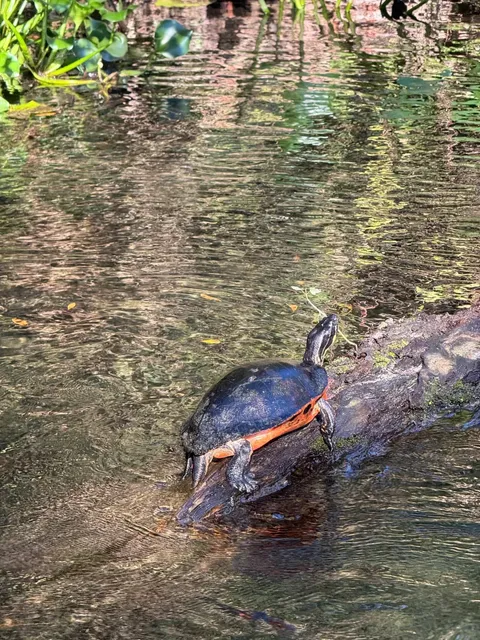 Captured the photo of a lifetime in Orlando 🥹 | Kayaking 🚣🏼‍♀️