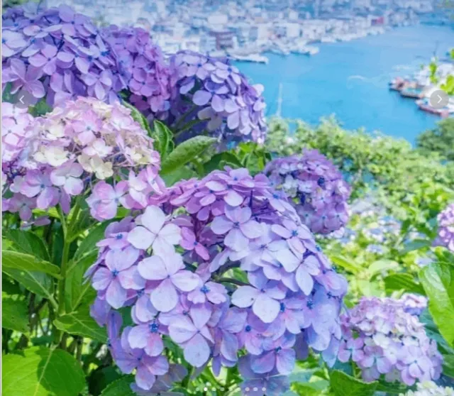 🌸 June Exclusive! Izu Shimoda Park Hydrangea Viewing Guide(1) 🌸