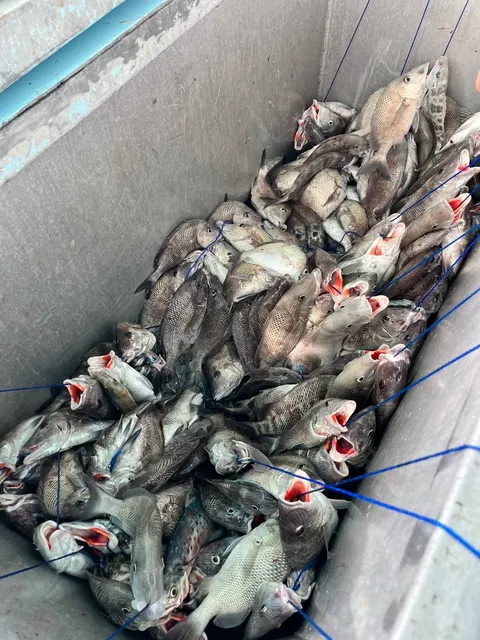 Tampa 2-Day Highlights Tour (Manatees + Fishing + Dolphin Watching) 